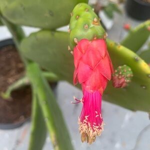 Thornless opuntia (cutting)
